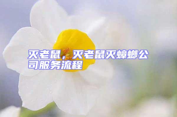 灭老鼠，灭老鼠灭蟑螂公司服务流程