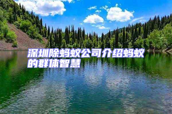 深圳除蚂蚁公司介绍蚂蚁的群体智慧