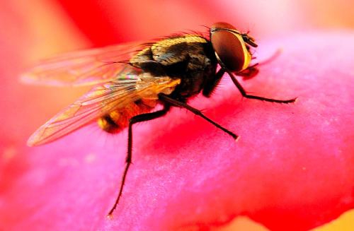 捕蝇笼厂家解读:捕蝇笼适宜投放在哪些地方