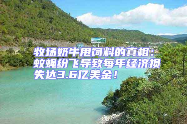 牧场奶牛甩饲料的真相：蚊蝇纷飞导致每年经济损失达3.6亿美金！