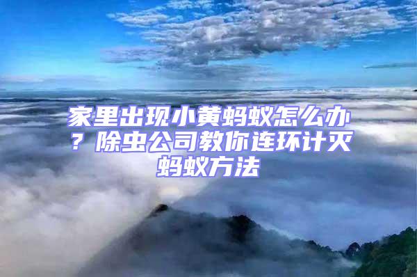 家里出现小黄蚂蚁怎么办？除虫公司教你连环计灭蚂蚁方法