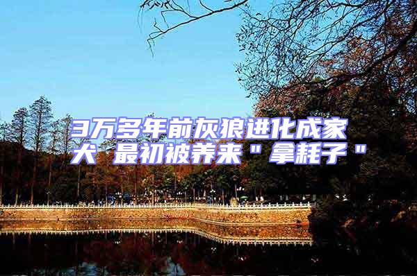 3万多年前灰狼进化成家犬 最初被养来＂拿耗子＂