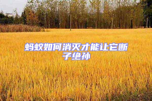 蚂蚁如何消灭才能让它断子绝孙