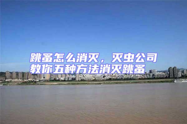 跳蚤怎么消灭，灭虫公司教你五种方法消灭跳蚤