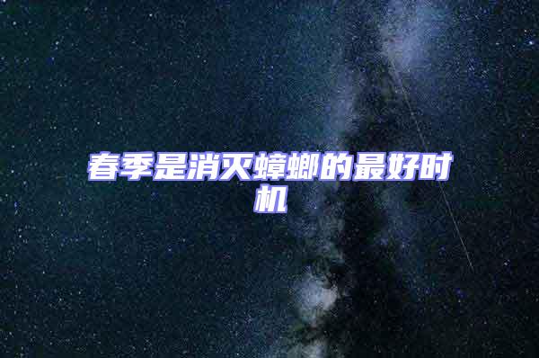 春季是消灭蟑螂的最好时机