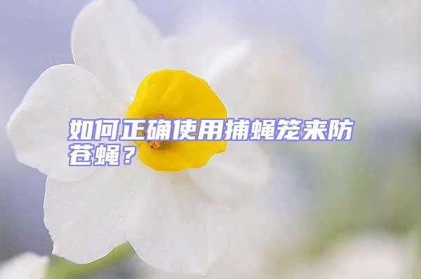 如何正确使用捕蝇笼来防苍蝇？