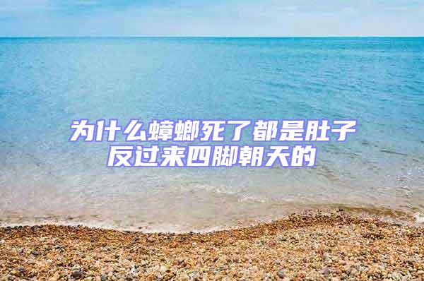为什么蟑螂死了都是肚子反过来四脚朝天的