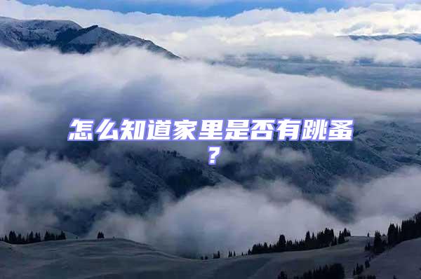 怎么知道家里是否有跳蚤？