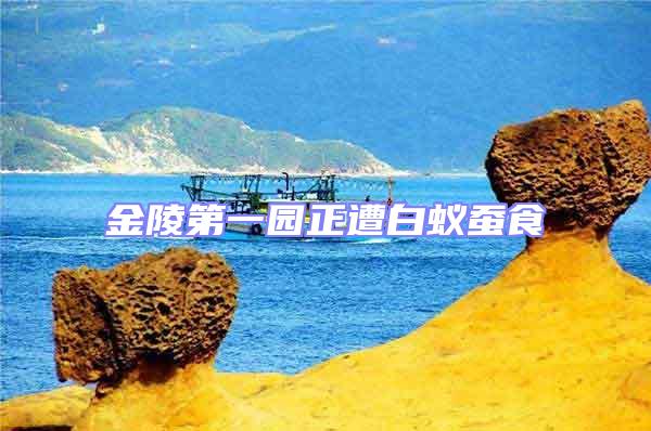 金陵第一园正遭白蚁蚕食