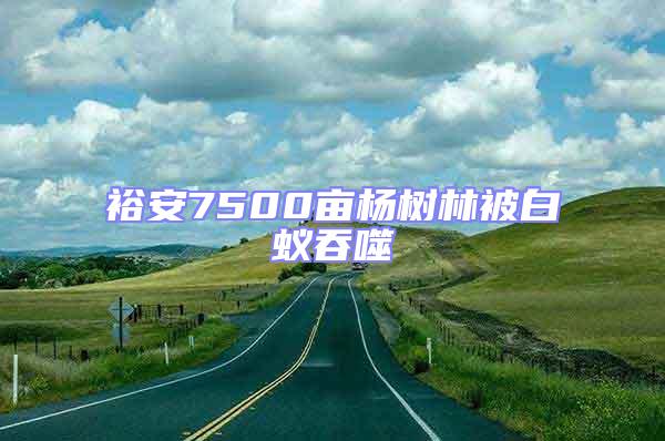 裕安7500亩杨树林被白蚁吞噬