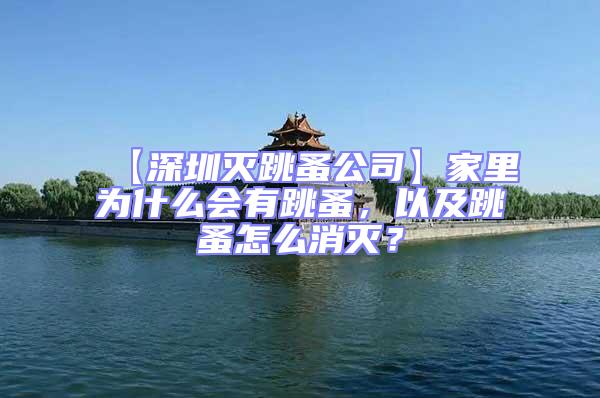 【深圳灭跳蚤公司】家里为什么会有跳蚤，以及跳蚤怎么消灭？