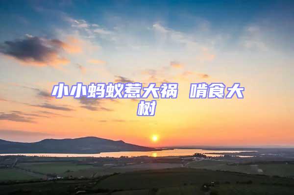 小小蚂蚁惹大祸 啃食大树