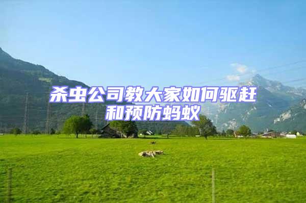 杀虫公司教大家如何驱赶和预防蚂蚁