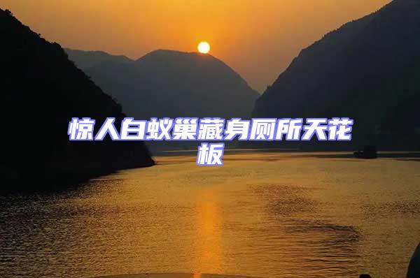惊人白蚁巢藏身厕所天花板