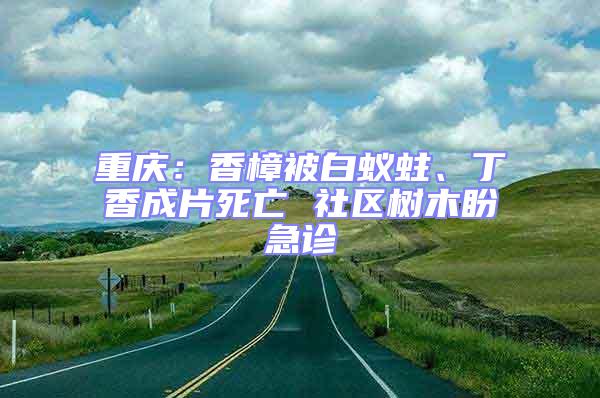 重庆：香樟被白蚁蛀、丁香成片死亡 社区树木盼急诊