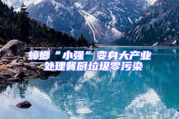 蟑螂“小强”变身大产业 处理餐厨垃圾零污染