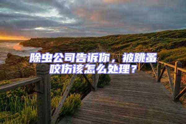 除虫公司告诉你，被跳蚤咬伤该怎么处理？