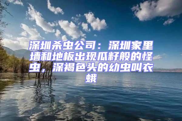 深圳杀虫公司：深圳家里墙和地板出现瓜籽般的怪虫，深褐色头的幼虫叫衣蛾