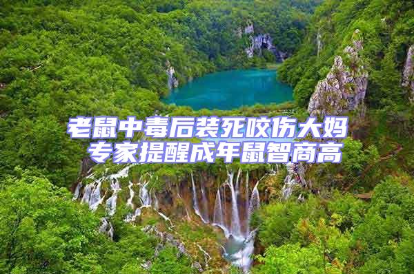 老鼠中毒后装死咬伤大妈 专家提醒成年鼠智商高