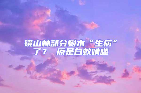 镜山林部分树木“生病”了？ 原是白蚁啃噬