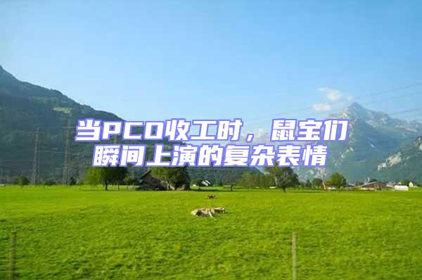 当PCO收工时，鼠宝们瞬间上演的复杂表情