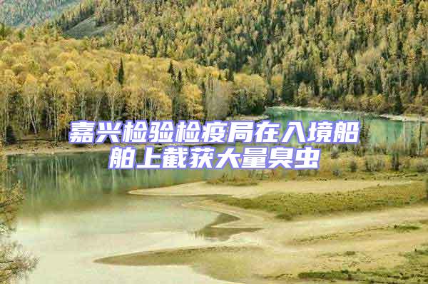 嘉兴检验检疫局在入境船舶上截获大量臭虫