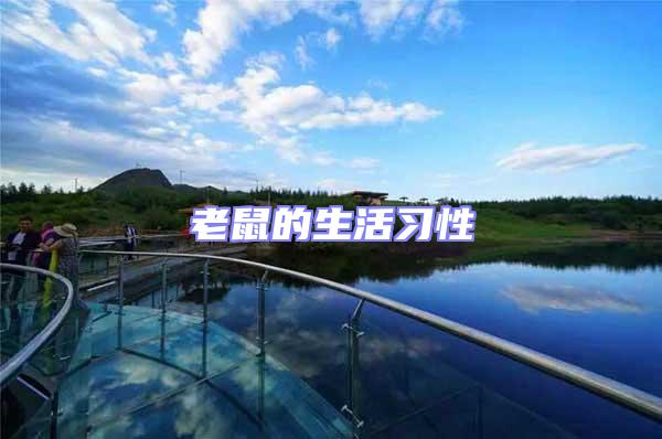 老鼠的生活习性