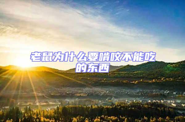 老鼠为什么要啃咬不能吃的东西