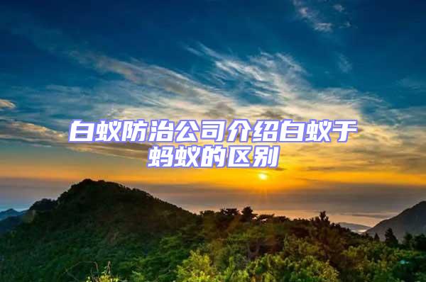 白蚁防治公司介绍白蚁于蚂蚁的区别