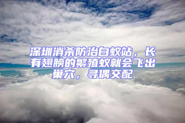 深圳消杀防治白蚁站，长有翅膀的繁殖蚁就会飞出巢穴，寻偶交配