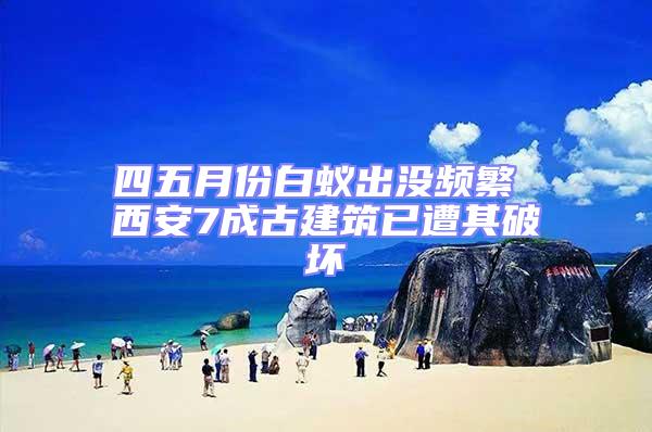 四五月份白蚁出没频繁 西安7成古建筑已遭其破坏