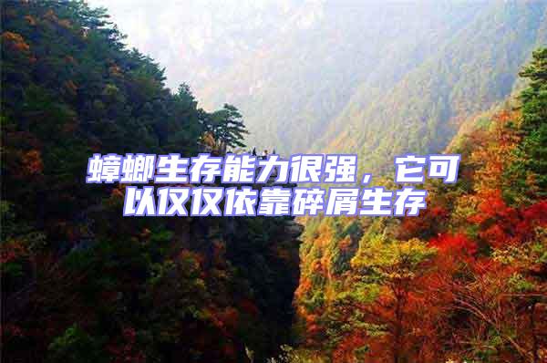 蟑螂生存能力很强，它可以仅仅依靠碎屑生存