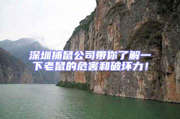 深圳捕鼠公司带你了解一下老鼠的危害和破坏力！