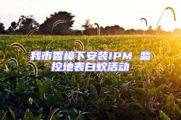 我市香樟下安装IPM 监控地表白蚁活动