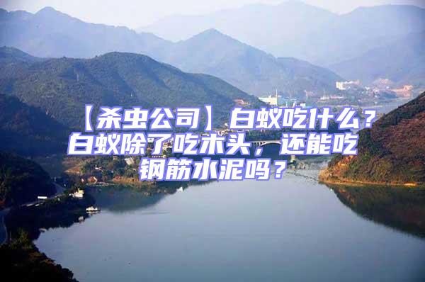 【杀虫公司】白蚁吃什么？白蚁除了吃木头，还能吃钢筋水泥吗？