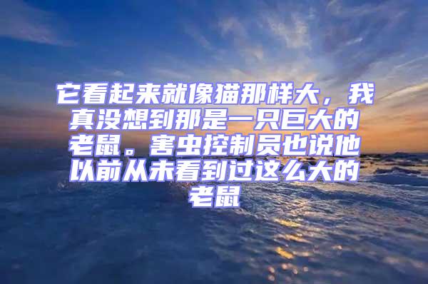 它看起来就像猫那样大，我真没想到那是一只巨大的老鼠。害虫控制员也说他以前从未看到过这么大的老鼠