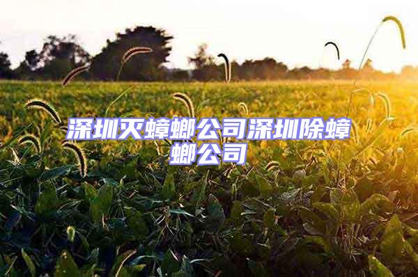 深圳灭蟑螂公司深圳除蟑螂公司