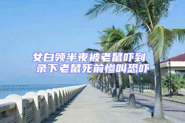 女白领半夜被老鼠吓到 录下老鼠死前惨叫恐吓
