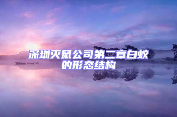 深圳灭鼠公司第二章白蚁的形态结构