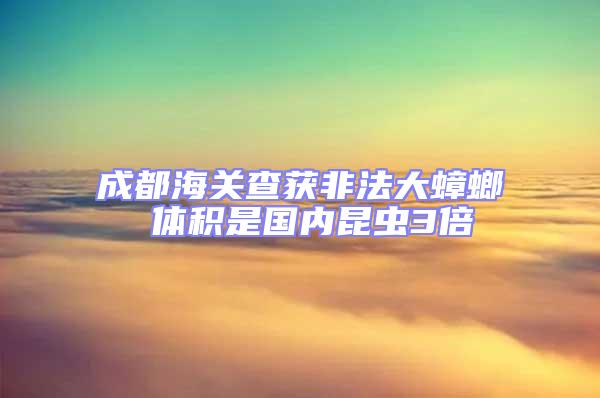 成都海关查获非法大蟑螂 体积是国内昆虫3倍