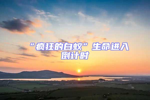 “疯狂的白蚁”生命进入倒计时