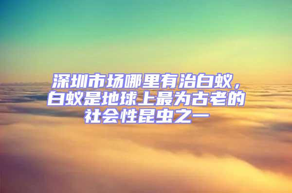 深圳市场哪里有治白蚁，白蚁是地球上最为古老的社会性昆虫之一