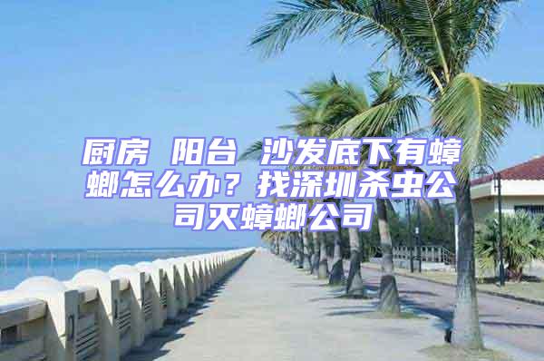 厨房 阳台 沙发底下有蟑螂怎么办？找深圳杀虫公司灭蟑螂公司