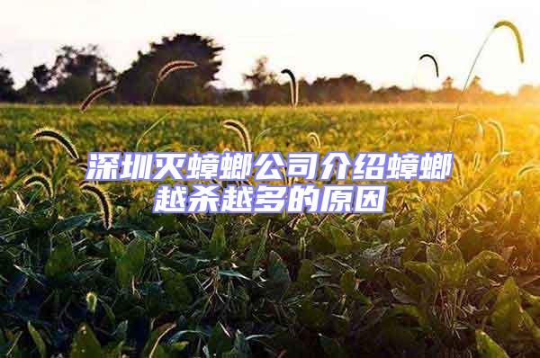 深圳灭蟑螂公司介绍蟑螂越杀越多的原因