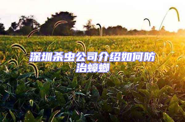 深圳杀虫公司介绍如何防治蟑螂