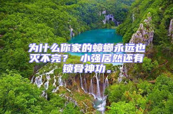 为什么你家的蟑螂永远也灭不完？ 小强居然还有锁骨神功。