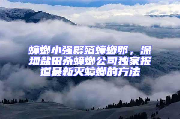 蟑螂小强繁殖蟑螂卵，深圳盐田杀蟑螂公司独家报道最新灭蟑螂的方法