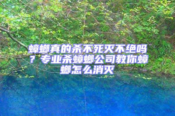 蟑螂真的杀不死灭不绝吗？专业杀蟑螂公司教你蟑螂怎么消灭