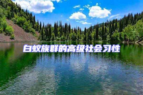 白蚁族群的高级社会习性