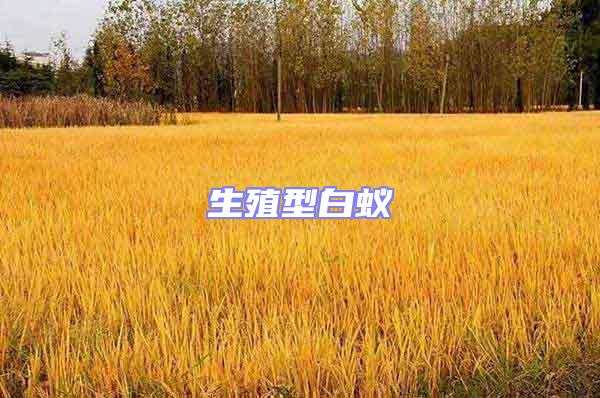 生殖型白蚁